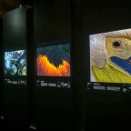 Celebrating Wildlife at the Natural History Museum